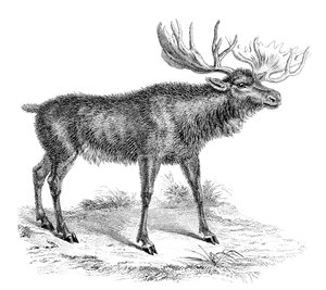 Élan, XIXe siècle