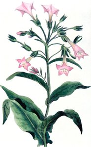 Nicotiana tabacum - plante de tabac, 1823