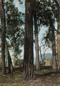 Nouvelle-Guinée. Le Bois de Fer, Papouasie-Nouvelle-Guinée - Arbres de fer, 1900 - Unbekannt