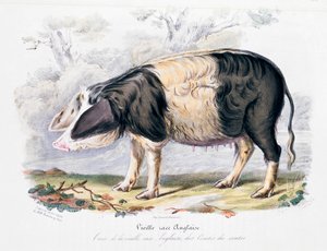 Ancienne race de porc anglais, 1842 - Unbekannt