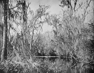 Sur Governors Creek, rivière Ocklawaha, Floride