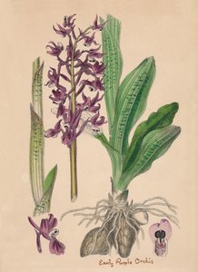 Orchis mascula. Orchis mâle