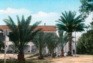Palmiers, Hammam Meskoutine, Algérie