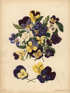 Pensées, Viola tricolor, Pensées : Vous occupez mes pensées ou Pensez à moi