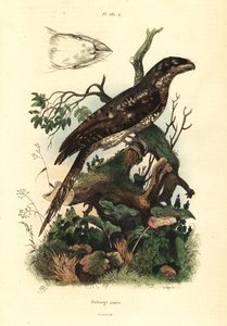Podarge papou, Podargus papuensis
