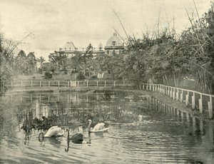 Étang de papyrus, jardins botaniques de Brisbane, 1901