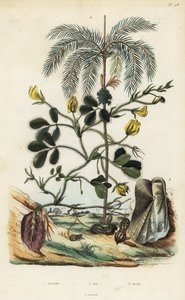 Plante d