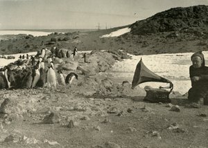 Les pingouins écoutant le gramophone pendant l