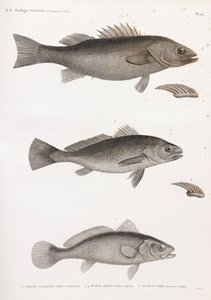 Perche Allongée; Sciene Aigle & Sciene Corb - Unbekannt