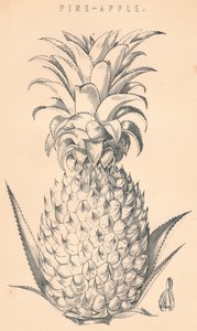 Ananas, 19ème siècle