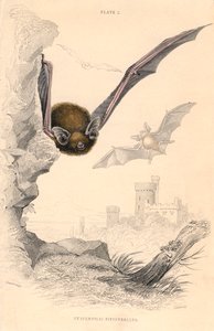 Pipistrelle Pipistrellus pipistrellus, 1828 - Unbekannt