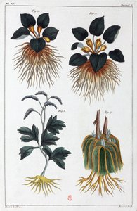Plantes médicinales, Chine