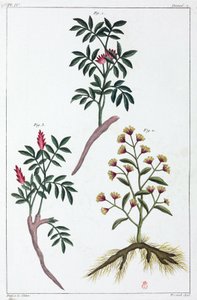 Plantes médicinales, Chine