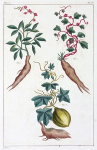 Plantes médicinales, Chine