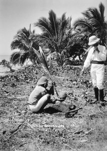 Plantation de cocotiers, Îles Salomon, Fidji - Unbekannt