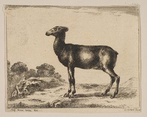 Planche 15 : biche, de Divers animaux