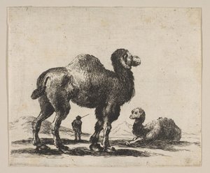 Planche 17 : chameaux, de Divers animaux, après 1641 - Unbekannt