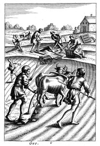 Labourage avec des bœufs, semis à la volée et hersage