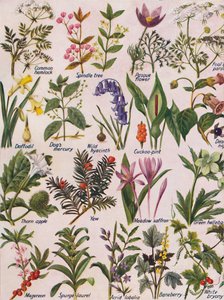 Plantes toxiques trouvées dans les îles britanniques