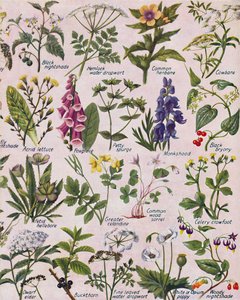 Plantes vénéneuses trouvées dans les îles britanniques, 1935