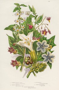 Plantes vénéneuses, vers 1885 - Unbekannt