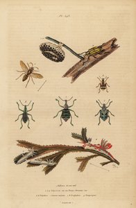 Polistes gallicus, guêpe en papier et nid, charançon bleu, Eupholus schoenherri, charançon des racines, Diaprepes abbreviatus, limaces de mer Polycera, Ancula gibbosa, Ancula atlantique, sur algues - Unbekannt