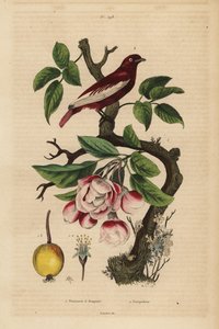 Cotinga pompadour, Xipholena punicea, sur un pommier, Malus pumila, fruit, fleur - Unbekannt