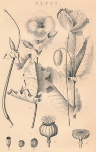 Coquelicot, 19e siècle - Unbekannt