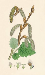 Populus canescens. Peuplier gris