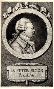 Portrait du zoologiste et botaniste Peter Simon Pallas 1741-1811, début du XIXe siècle