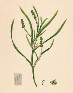 Potamogeton zosterifolius. Potamot à feuilles de zostère, 19ème siècle