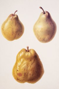 Pyrus communis / Poire 