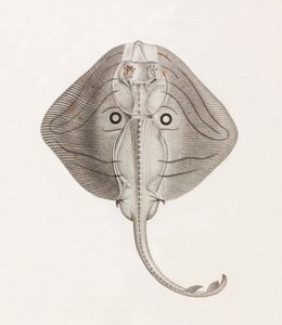 Raie à Bandes