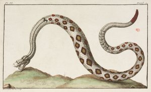 Serpent à sonnette - Unbekannt