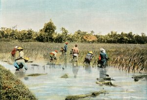 Récolte du riz, 1900