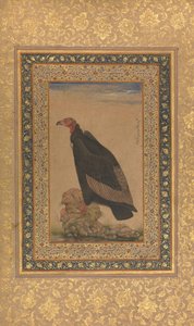 Vautour à tête rouge, Folio de l