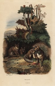 Renards roux, Vulpes vulpes, devant un terrier