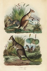 Kangourou roux, Macropus rufus 1, kangourou gris de l