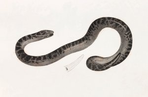 Reptiles : un serpent du Delta