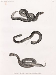 Reptiles : serpents