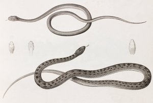 Reptiles : deux illustrations rapprochées de serpents