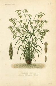 Brome de Schrader, Bromus catharticus, Bromus schraderi
