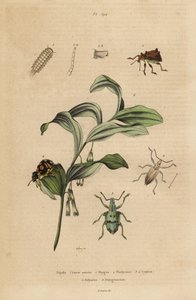 Rhigus, Platyoma et Cyphus charançons, mille-pattes hérissé, Polyxenus lagers et sceau de Salomon, Polygonatum odoratum - Unbekannt