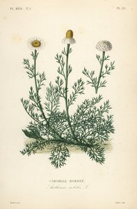 Camomille romaine - Unbekannt