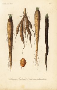 Légumes racines et tubercules alimentaires