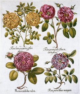 Roses, 1613