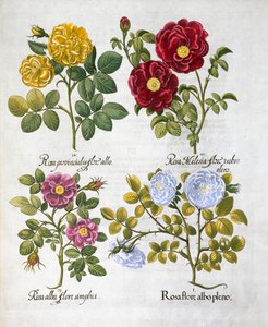 Roses, 1613