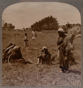 Ruth glanant dans les Champs de Booz, vers 1900