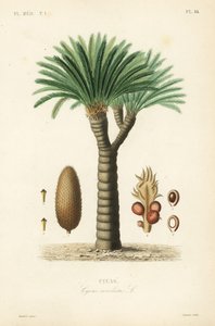Cycas