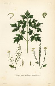 Légumes pour salades et condiments - Unbekannt